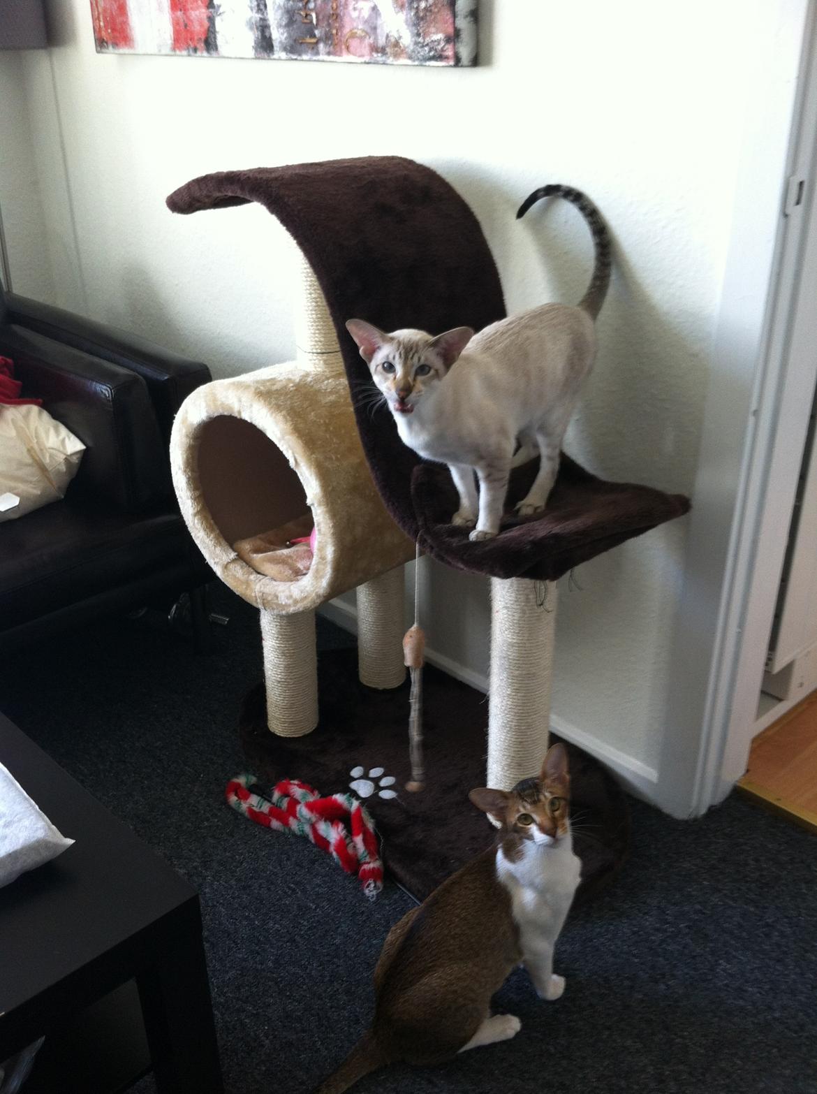 Siameser Vito Cornelius - deres helt egen legeplads :) billede 8