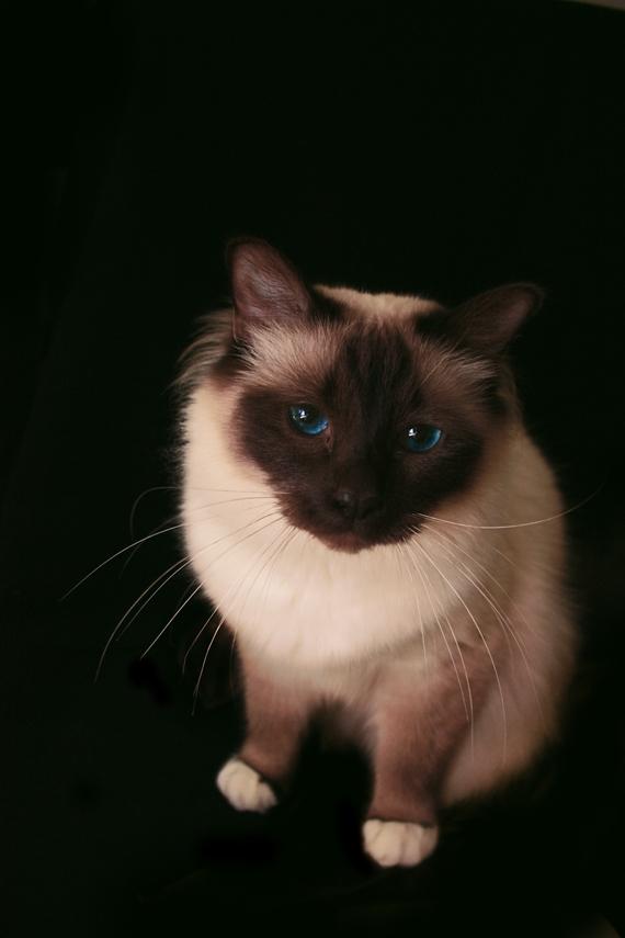 Hellig Birma Charlie billede 5