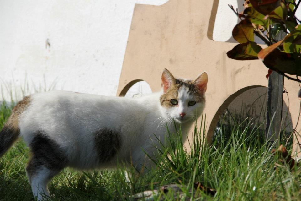 Huskat Bodil - mor's gravide prinsesse <3 billede 1