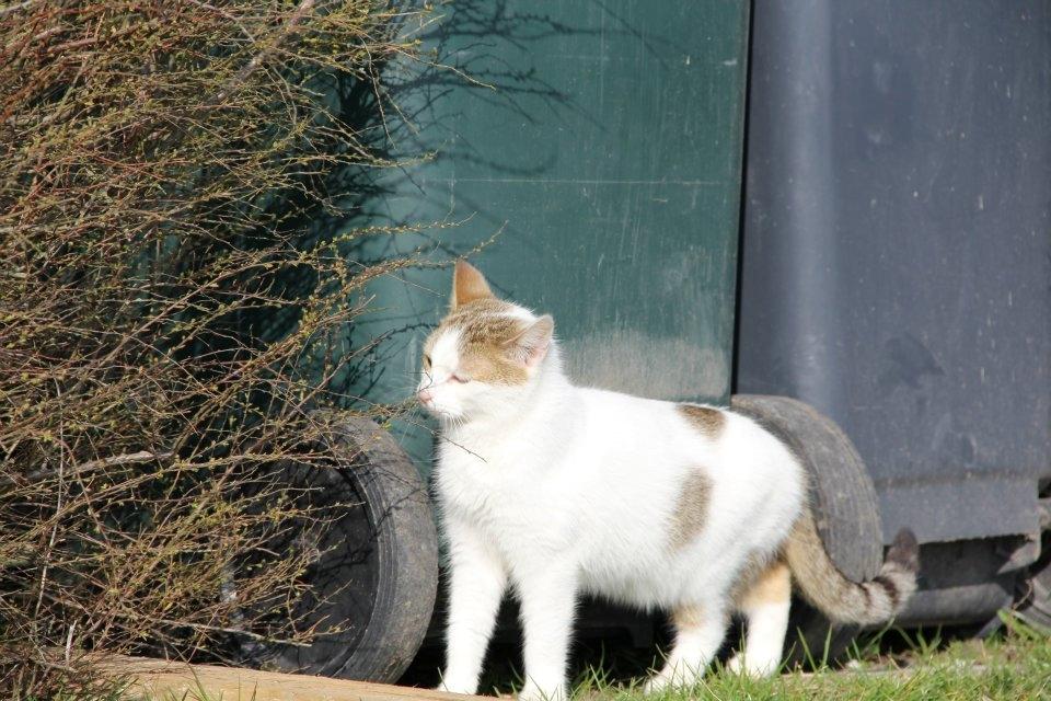 Huskat Bodil - mor's prinsesse <3 billede 2