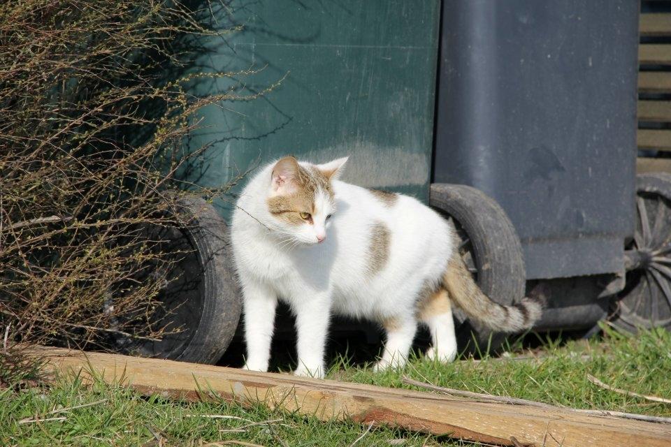 Huskat Bodil - mor's gravide prinsesse <3 billede 3