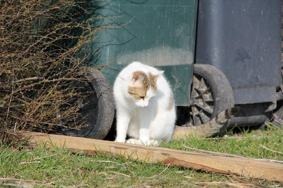 Huskat Bodil - mor's prinsesse <3 billede 4