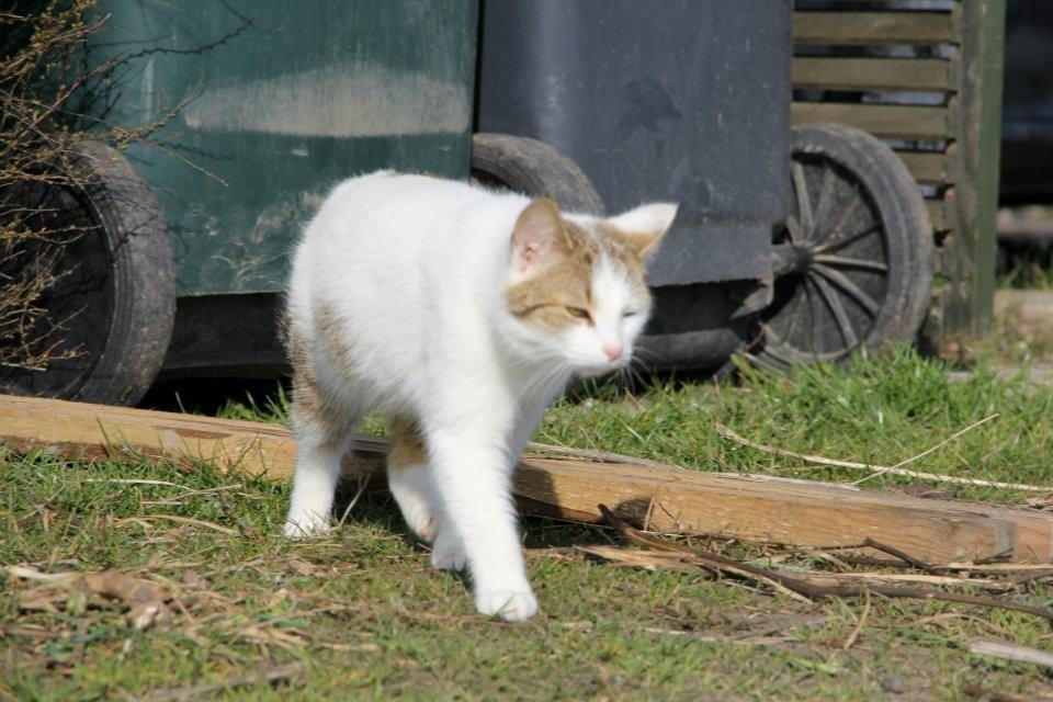 Huskat Bodil - mor's prinsesse <3 billede 6