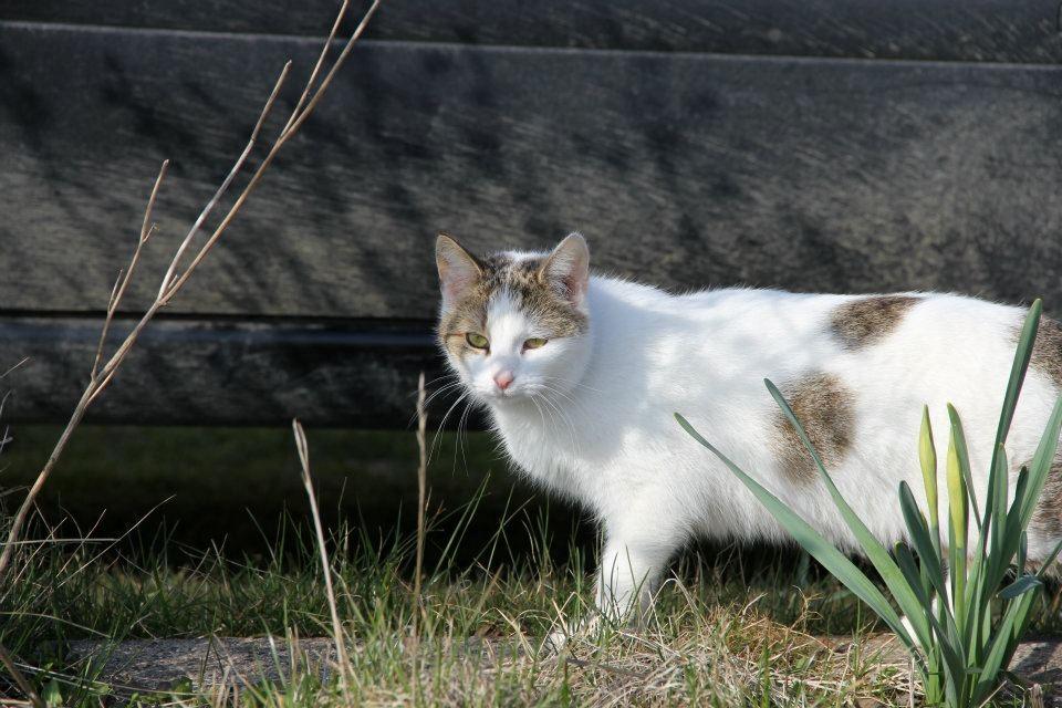 Huskat Bodil - mor's prinsesse <3 billede 7