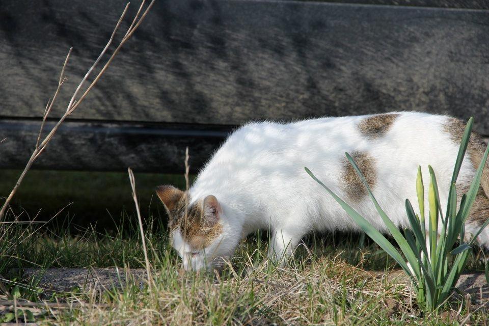 Huskat Bodil - mor's prinsesse <3 billede 8