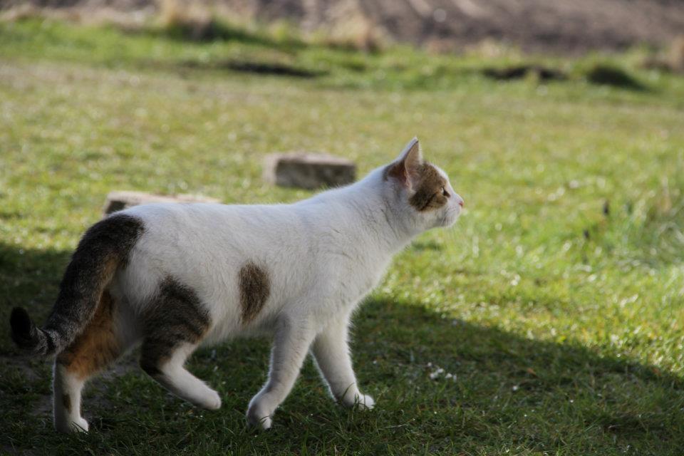 Huskat Bodil - mor's gravide prinsesse <3 billede 9