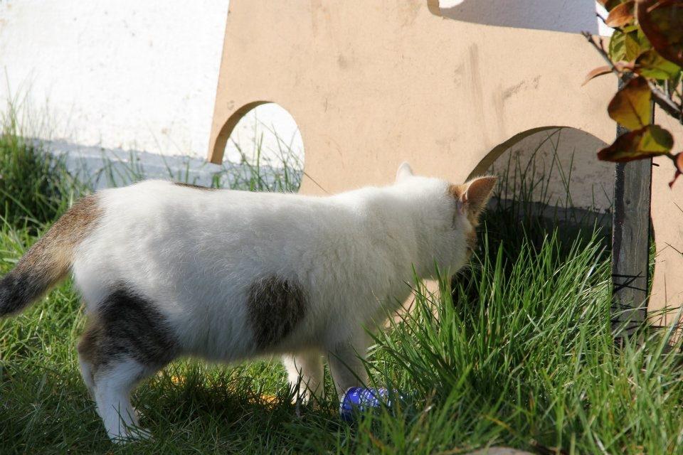 Huskat Bodil - mor's gravide prinsesse <3 billede 10