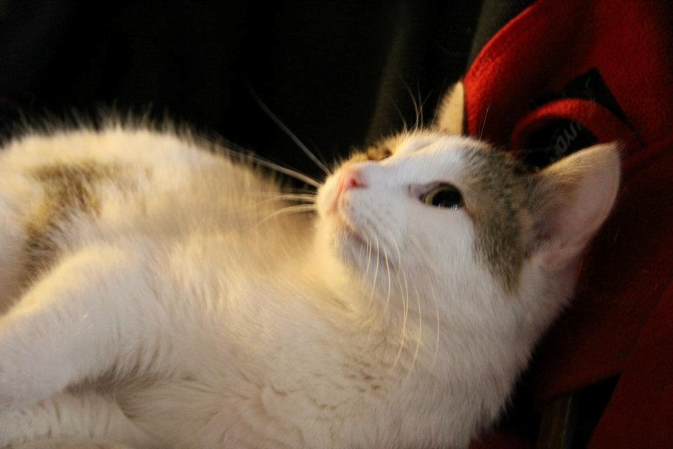 Huskat Bodil - mor's prinsesse er legesyg <3 billede 11