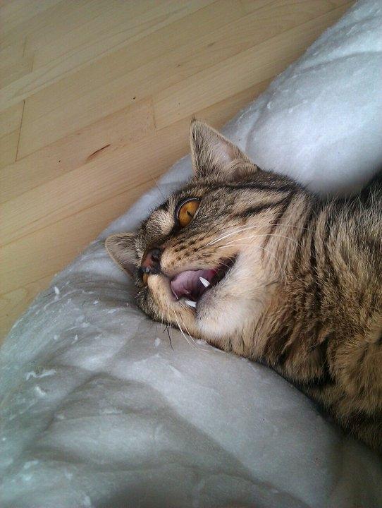 Huskat Tonzer - Mor's dreng <3  billede 4