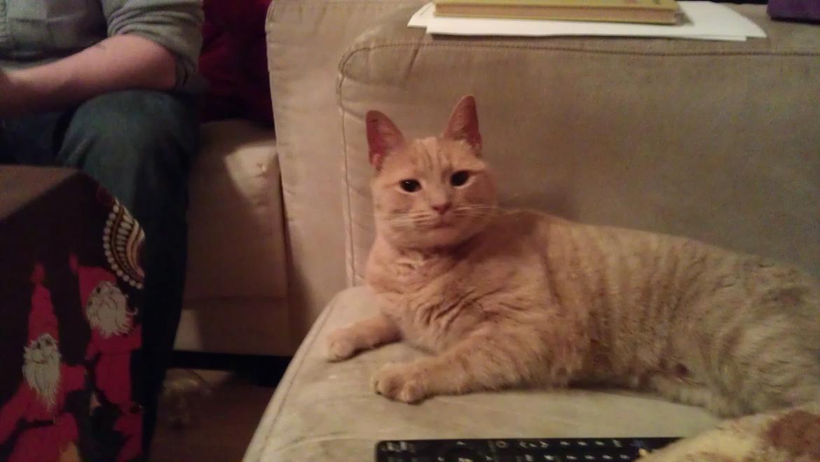 Huskat Dina billede 13