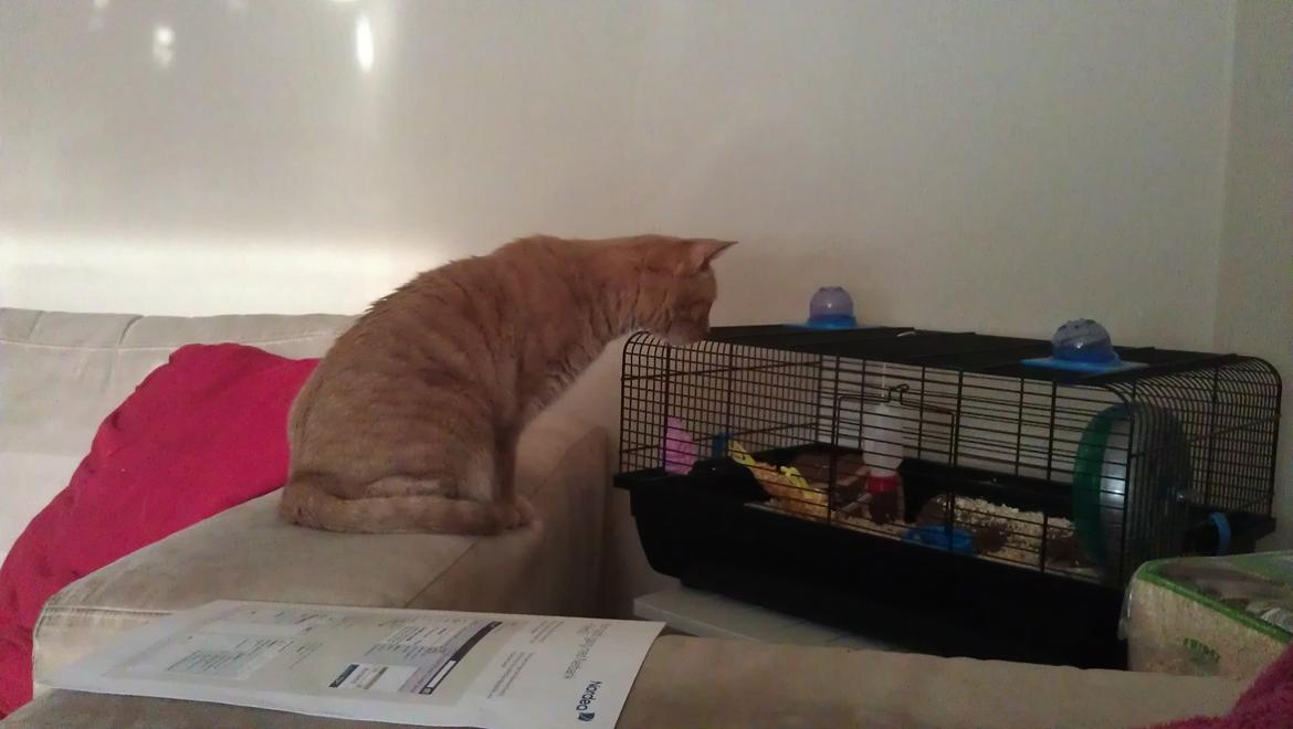 Huskat Dina billede 15