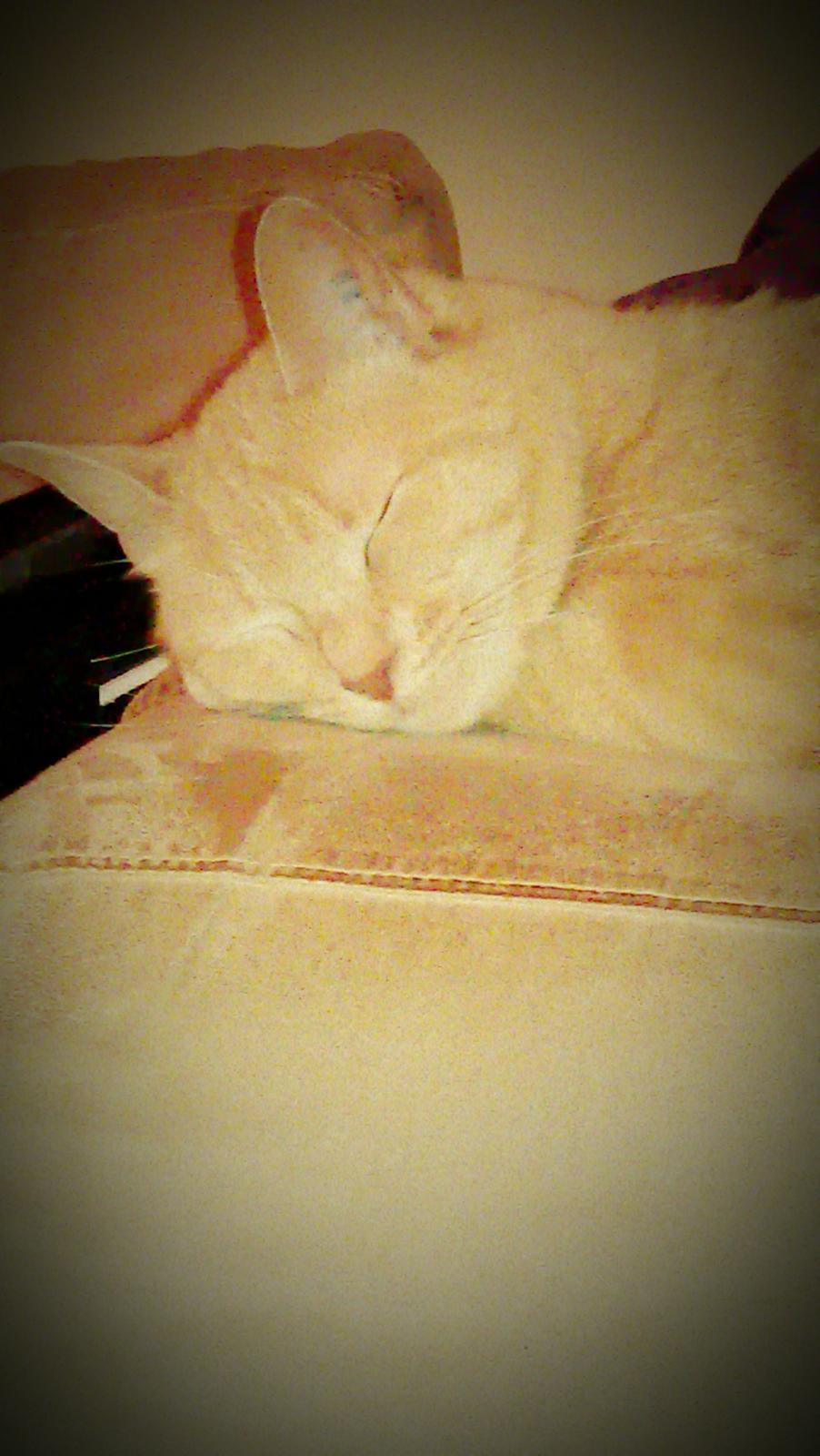 Huskat Dina billede 1