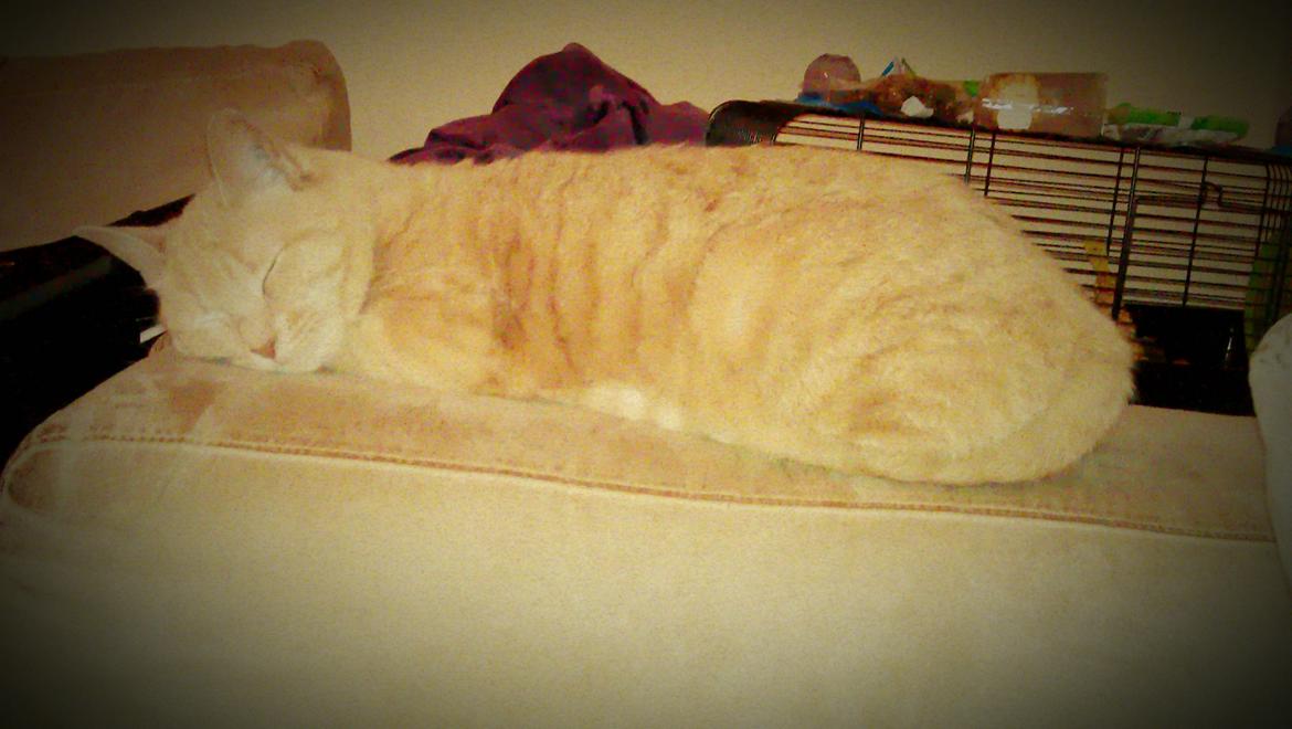 Huskat Dina billede 16