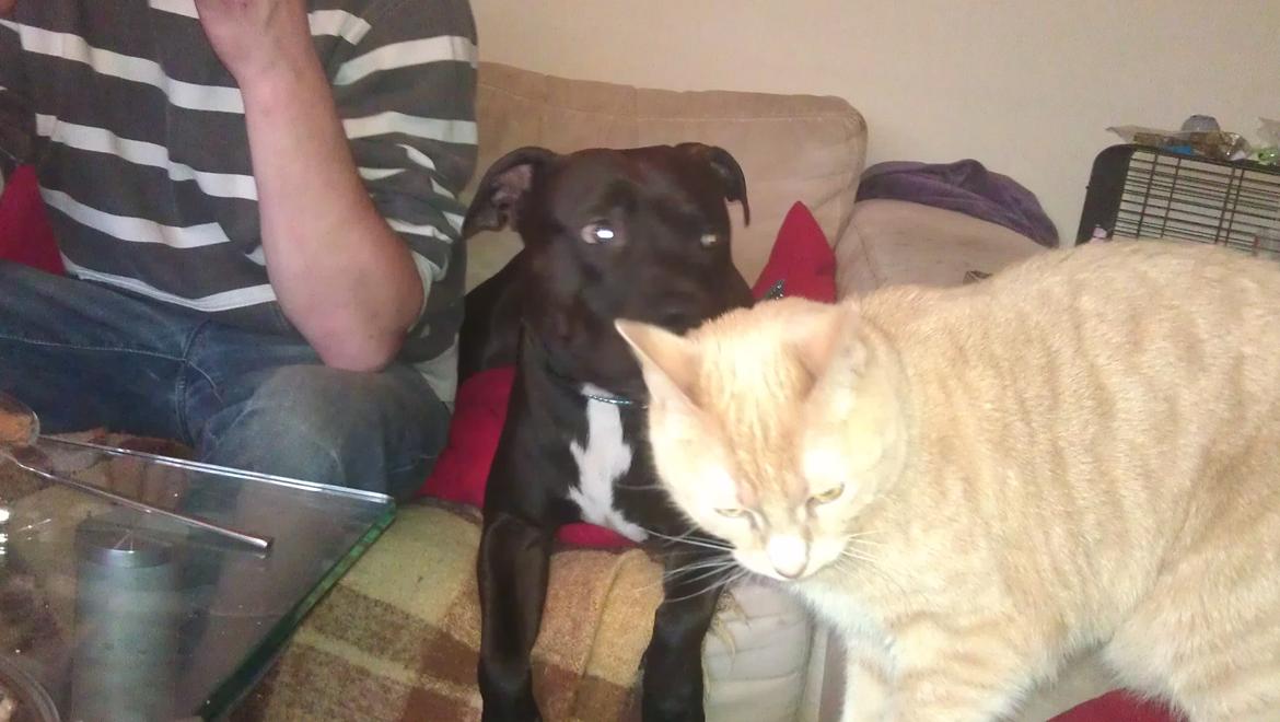 Huskat Dina billede 17