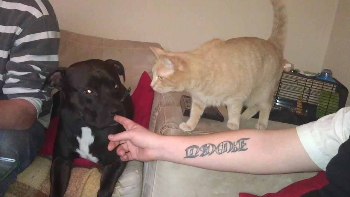 Huskat Dina billede 18