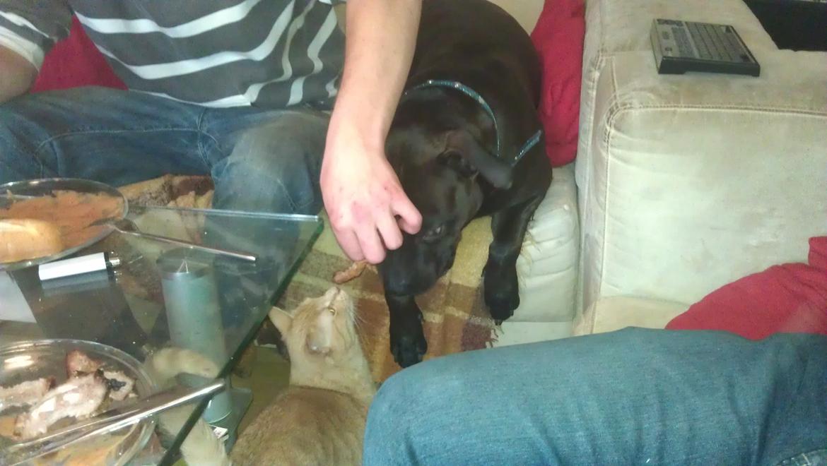 Huskat Dina billede 19