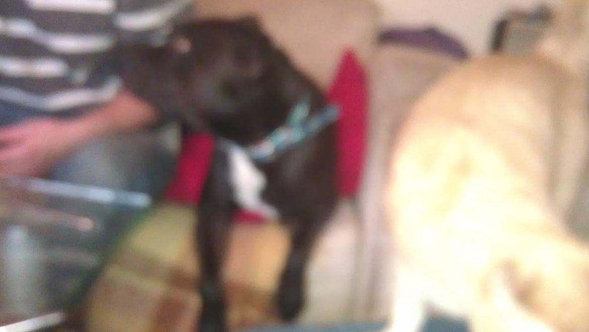 Huskat Dina billede 20