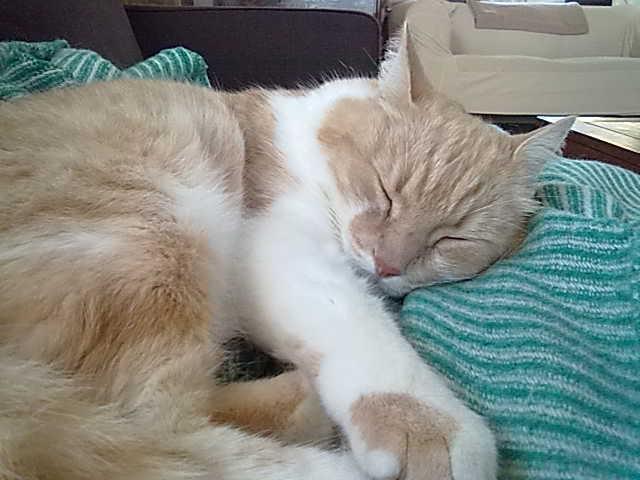 Huskat Simba billede 3