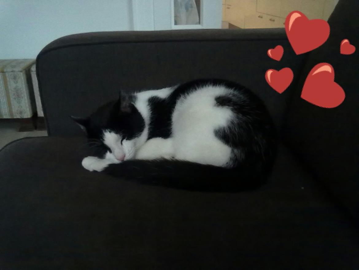 Huskat Poe billede 14