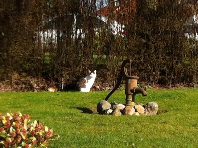 Huskat Miv-pigen billede 2