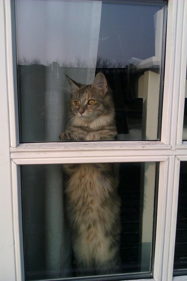 Maine Coon Jessie billede 1