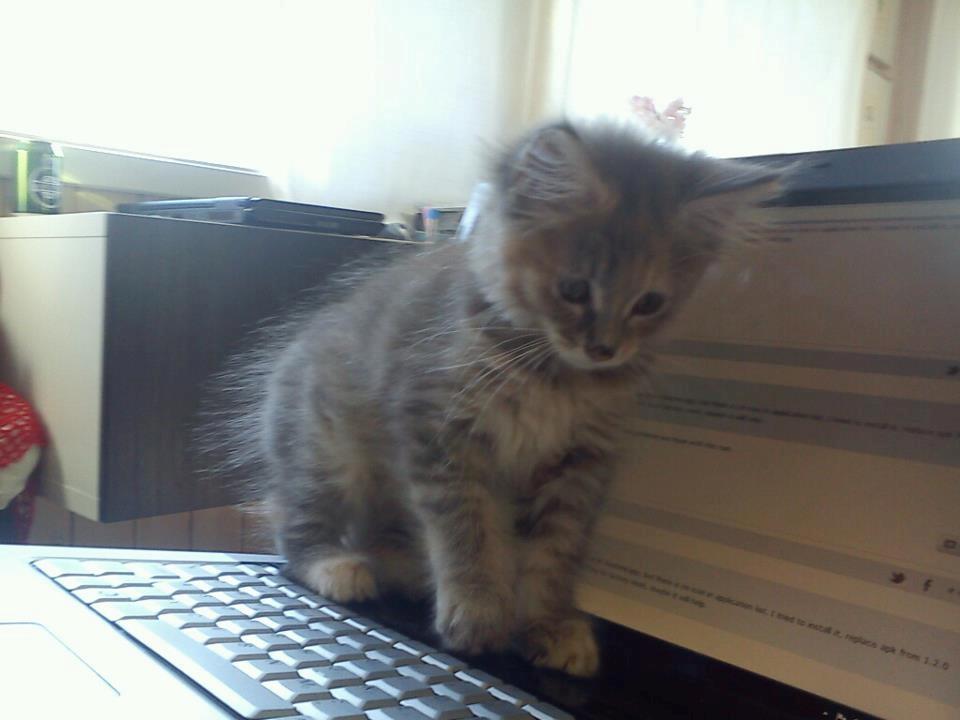 Maine Coon Jessie billede 2