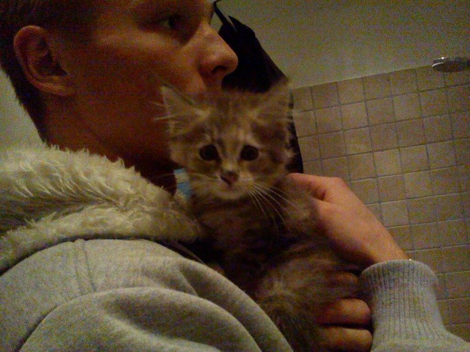 Maine Coon Jessie billede 3