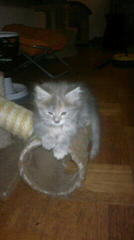 Maine Coon Jessie billede 4