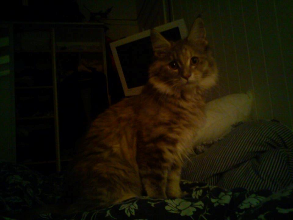 Maine Coon Jessie billede 5