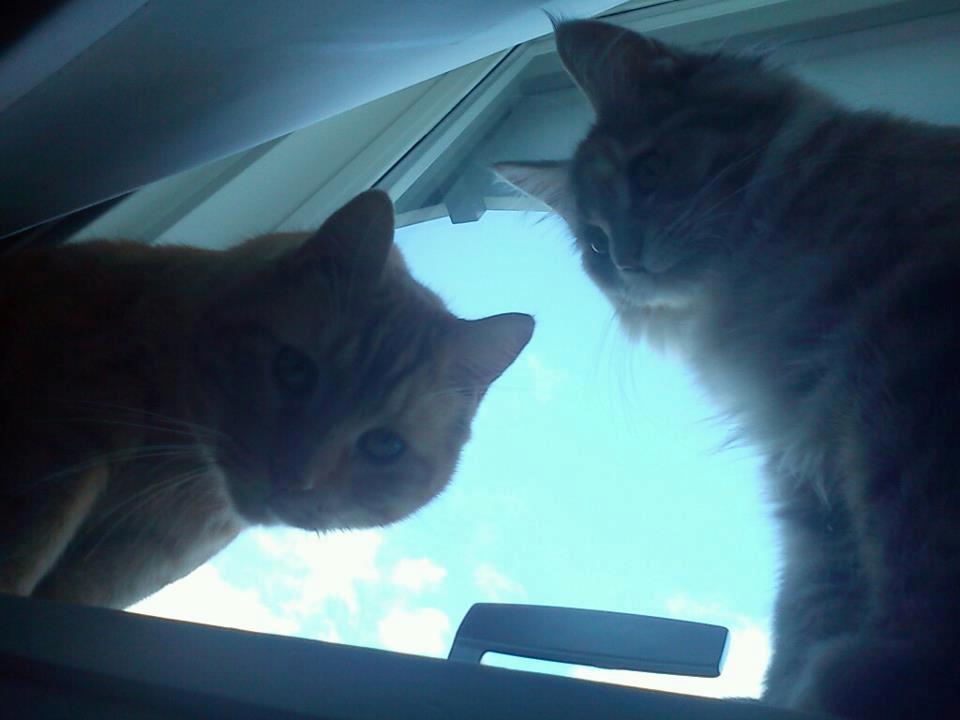 Maine Coon Jessie billede 6