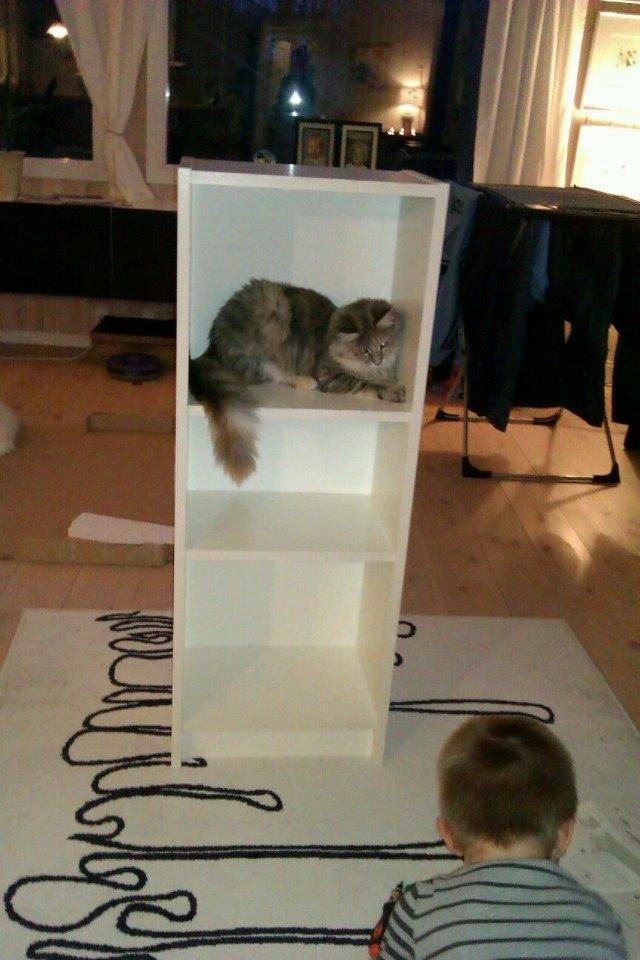 Maine Coon Jessie billede 7