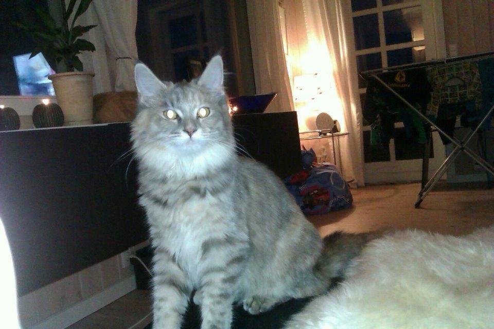 Maine Coon Jessie billede 8
