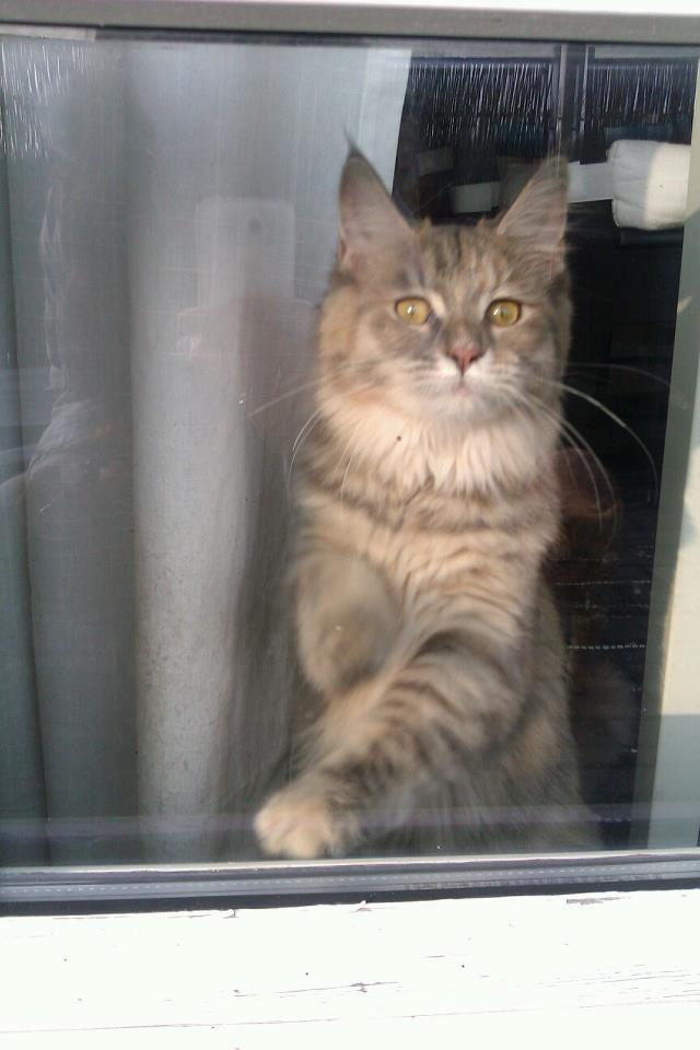 Maine Coon Jessie billede 10