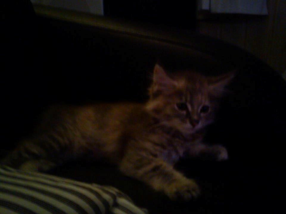 Maine Coon Jessie billede 11