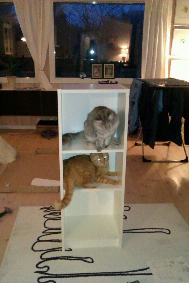 Maine Coon Jessie billede 12