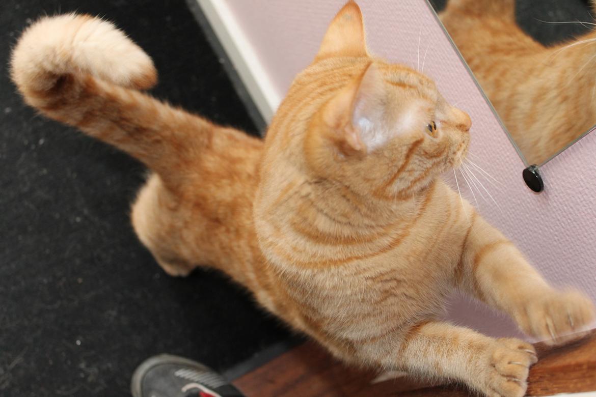 Huskat Tarzan *Efterlyst* - Den smukke dreng, skal lige strække sig, og får øje på noget smukt i spejlet :D 28.03.12 billede 7