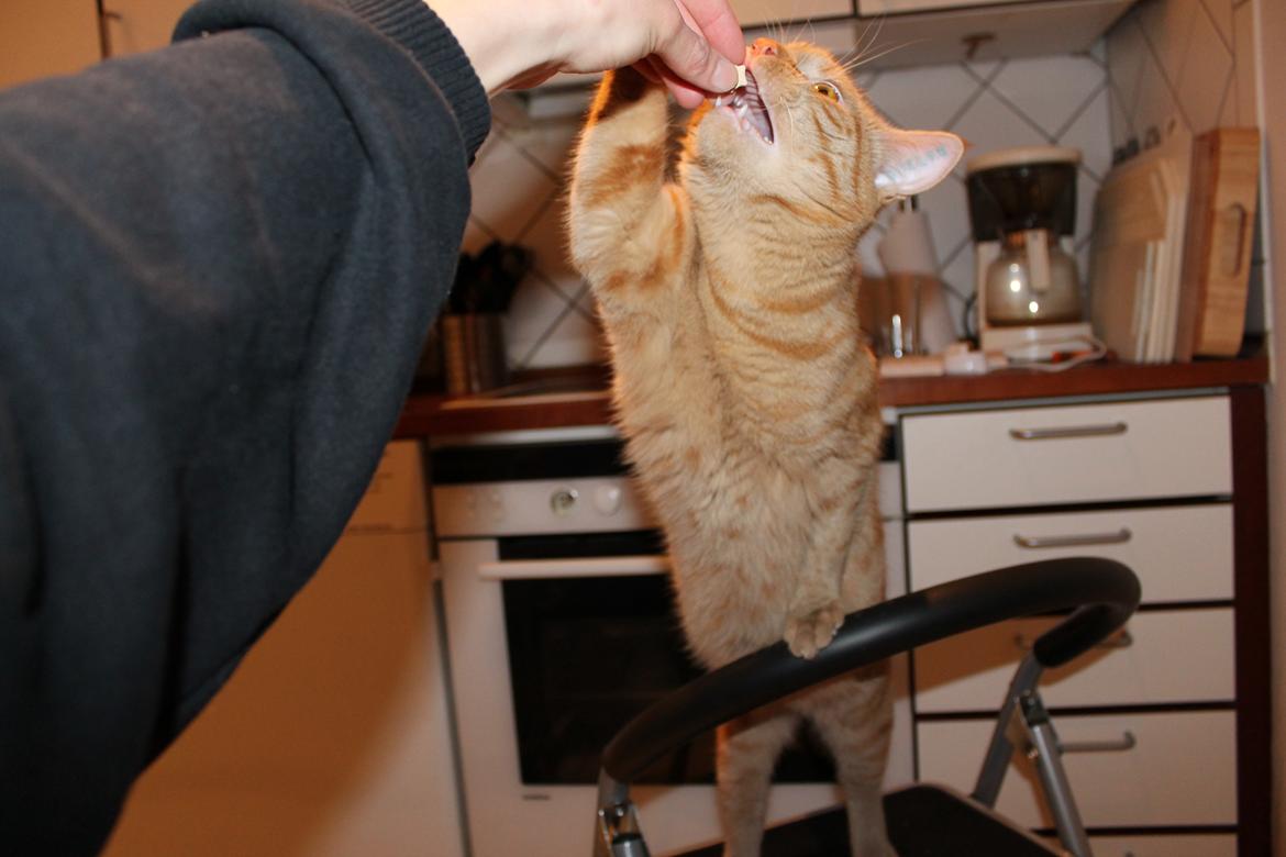 Huskat Tarzan *Efterlyst* - Tarzan får en af hans ynglings godbidder :D Han er meget ivrig efter den ;) 28.03.12 billede 8