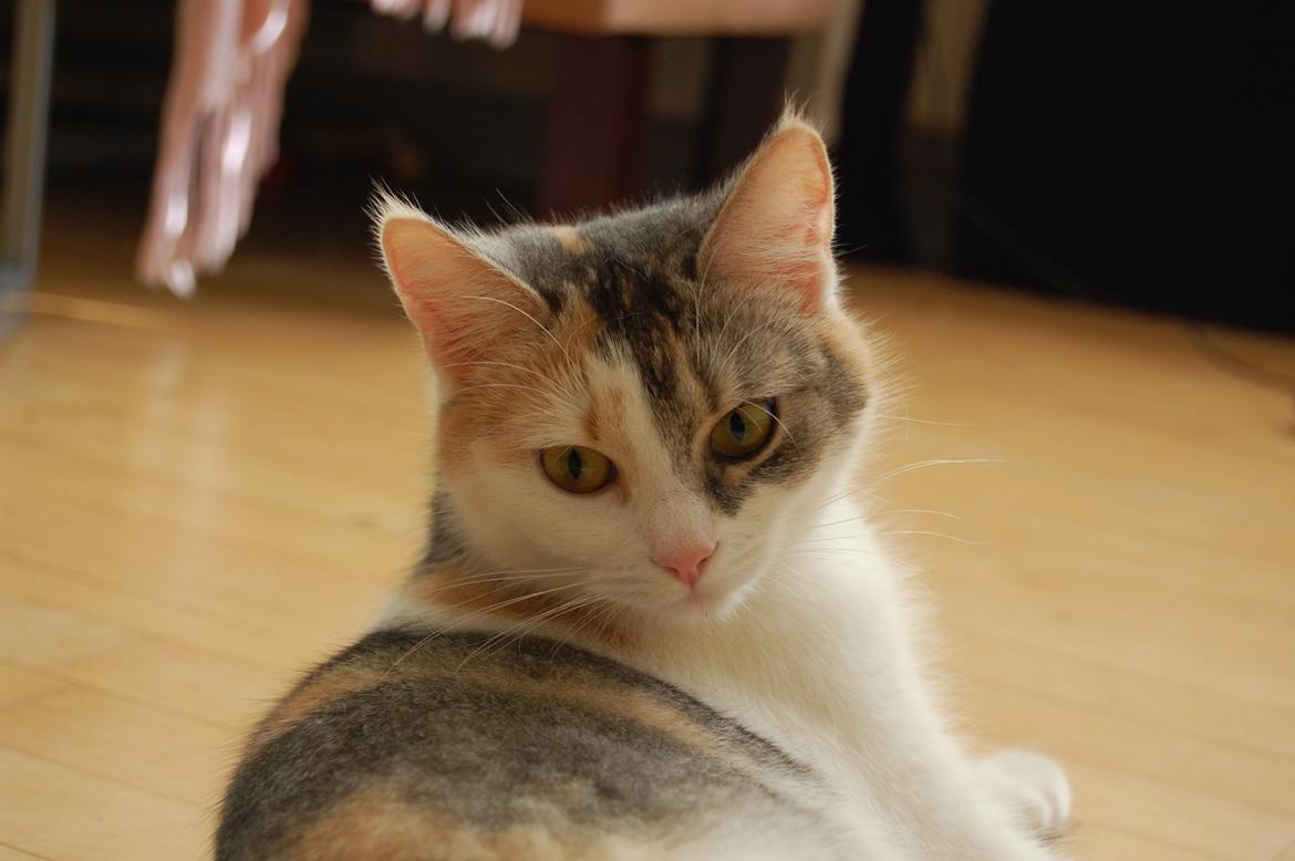 Huskat Knirke billede 1