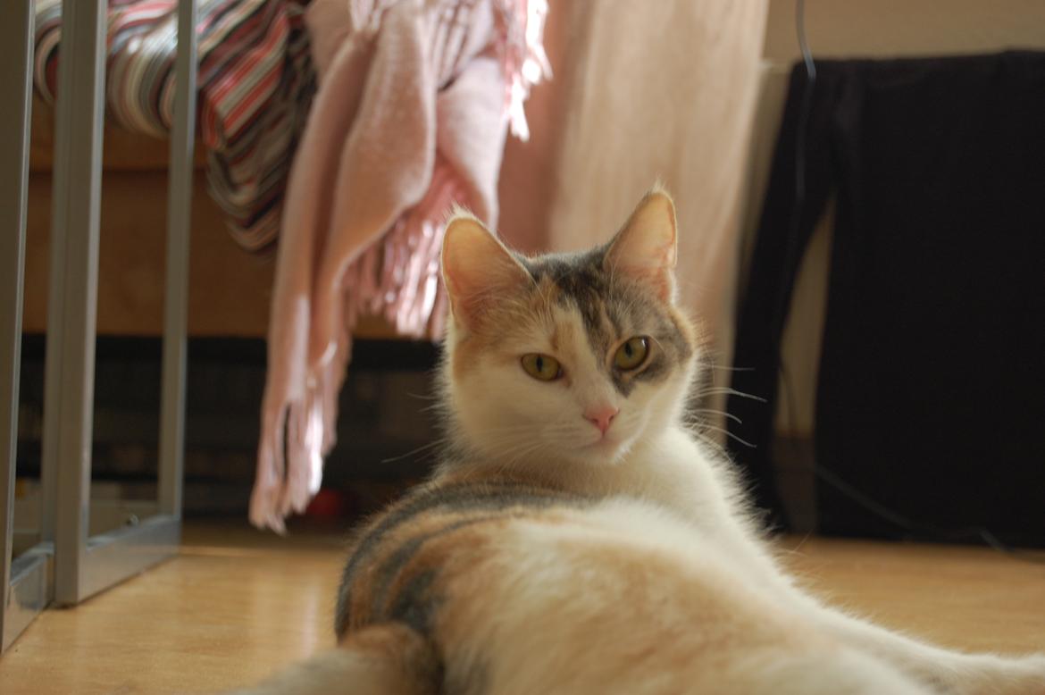 Huskat Knirke billede 2