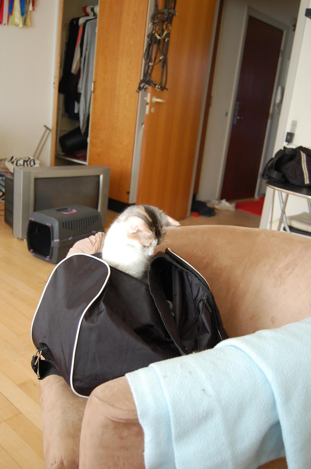 Huskat Knirke billede 3