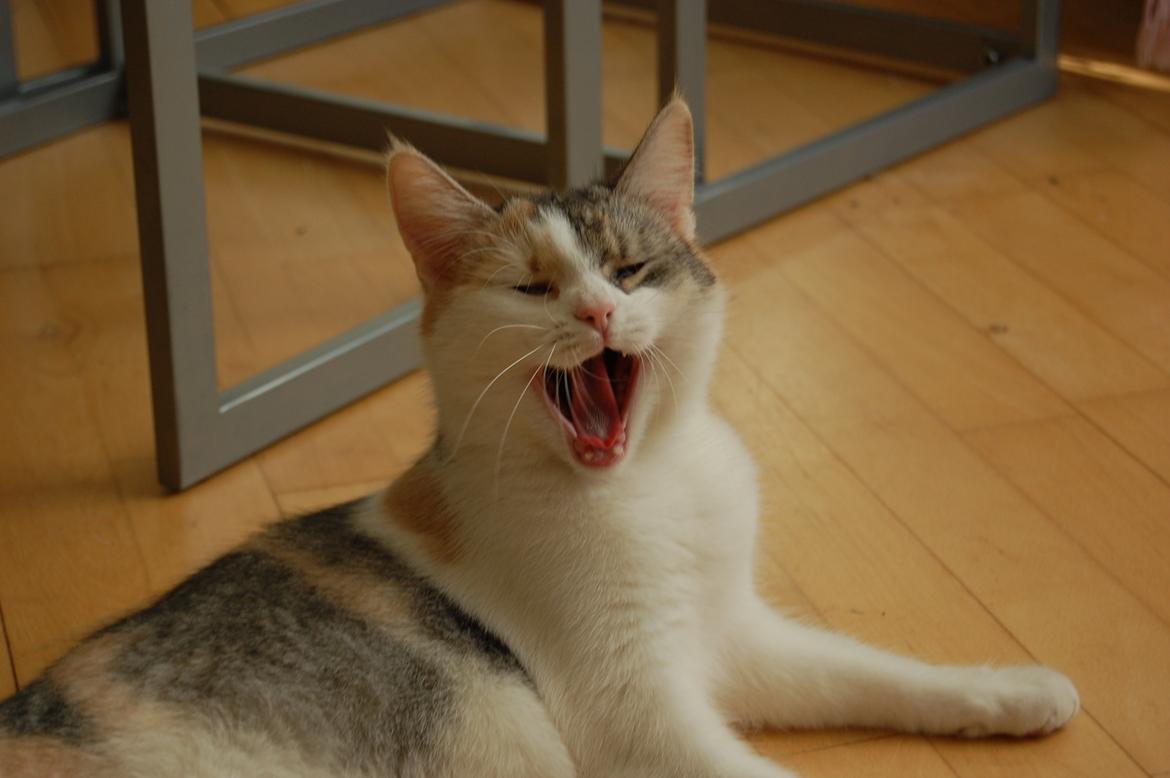 Huskat Knirke billede 4