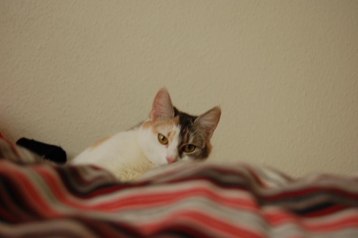 Huskat Knirke billede 5