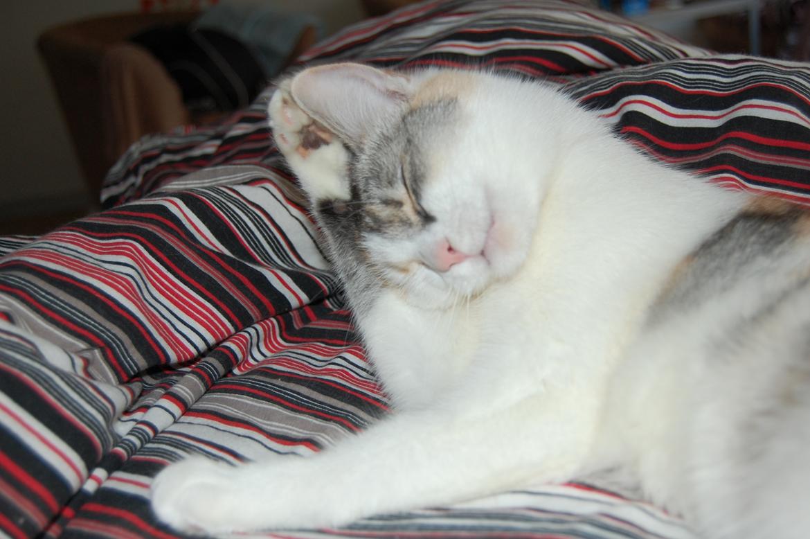 Huskat Knirke billede 6