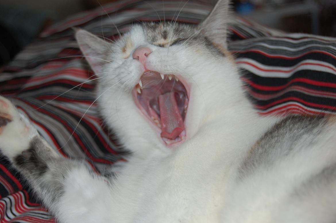 Huskat Knirke billede 7