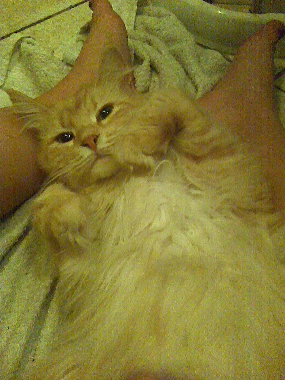 Maine Coon Pink Panther billede 17