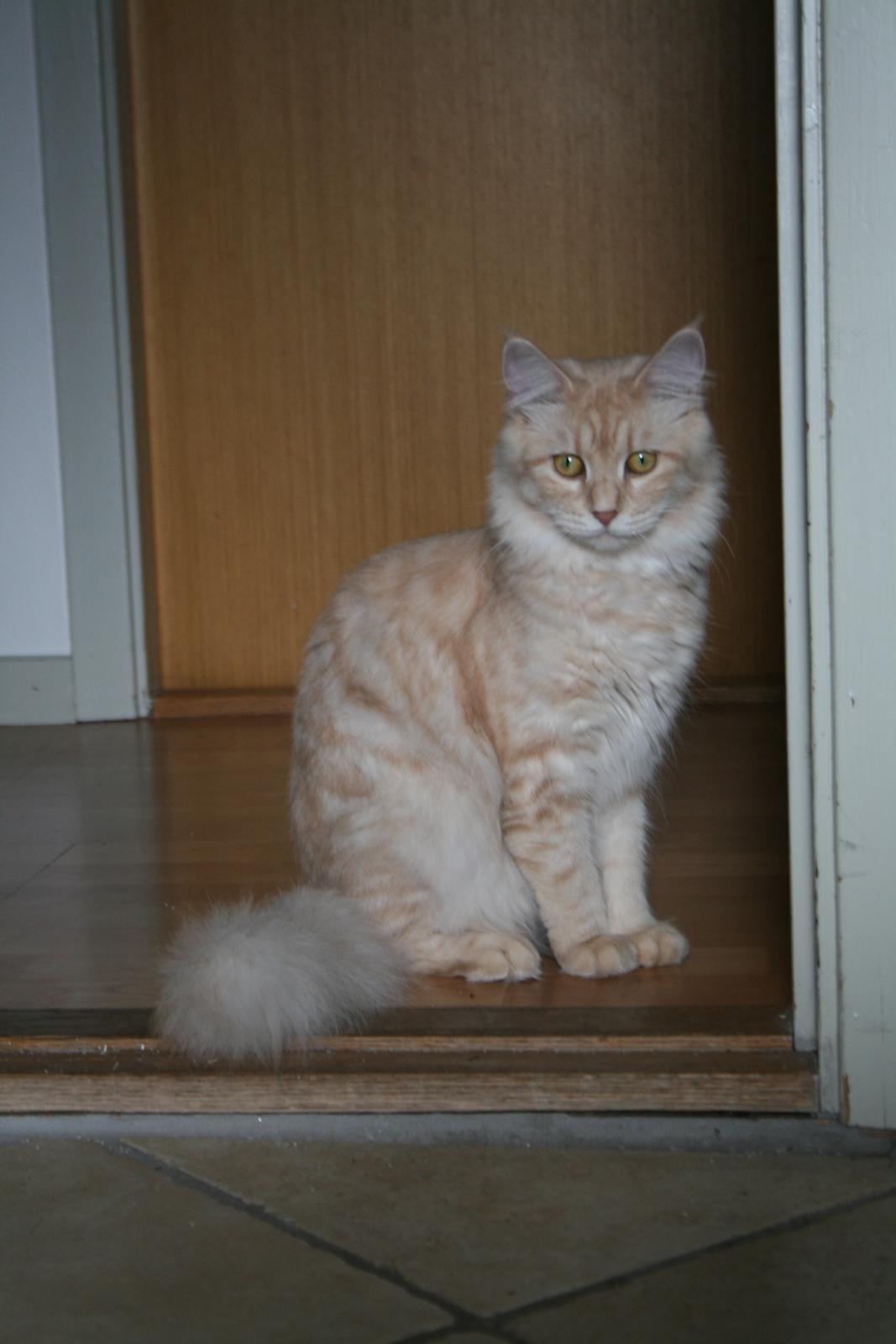 Maine Coon Pink Panther billede 1