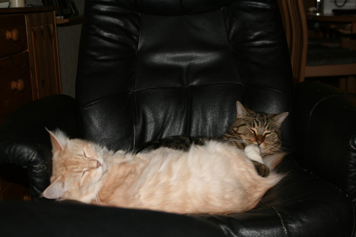 Maine Coon Pink Panther billede 5