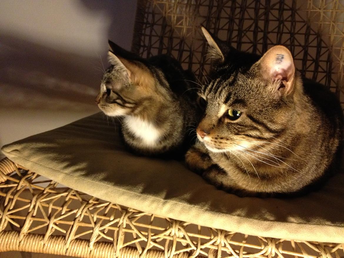 Blanding af racer Tequila Sunrise billede 18