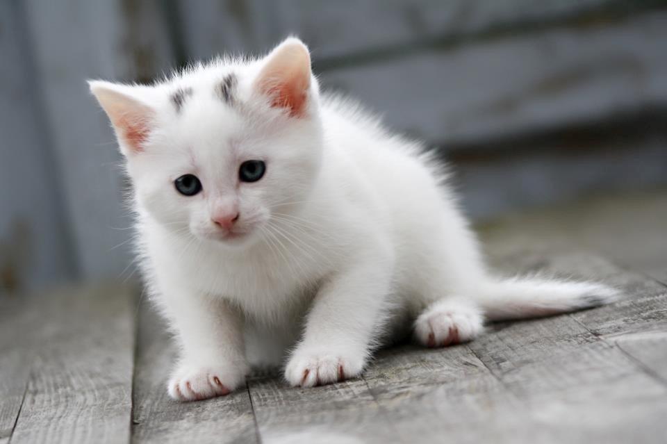 Huskat Nala billede 1