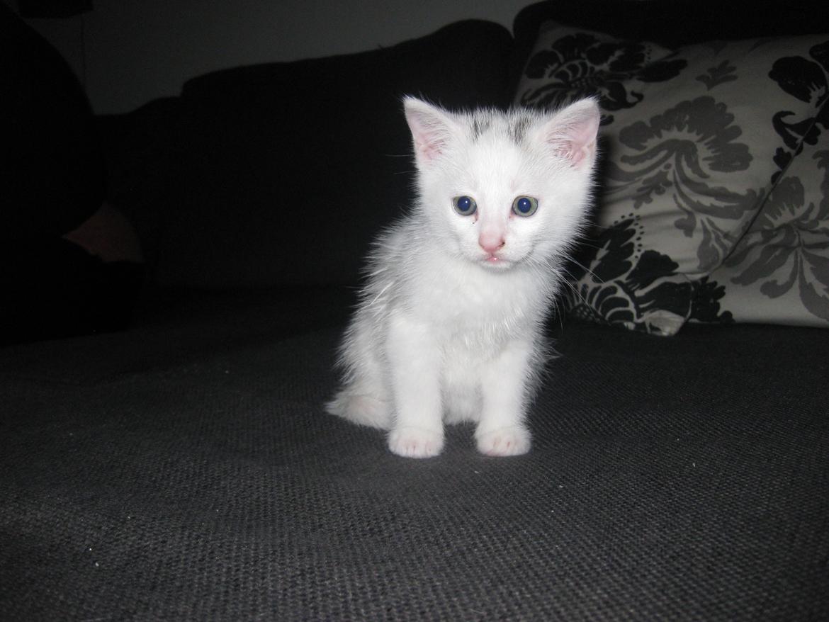 Huskat Nala billede 2